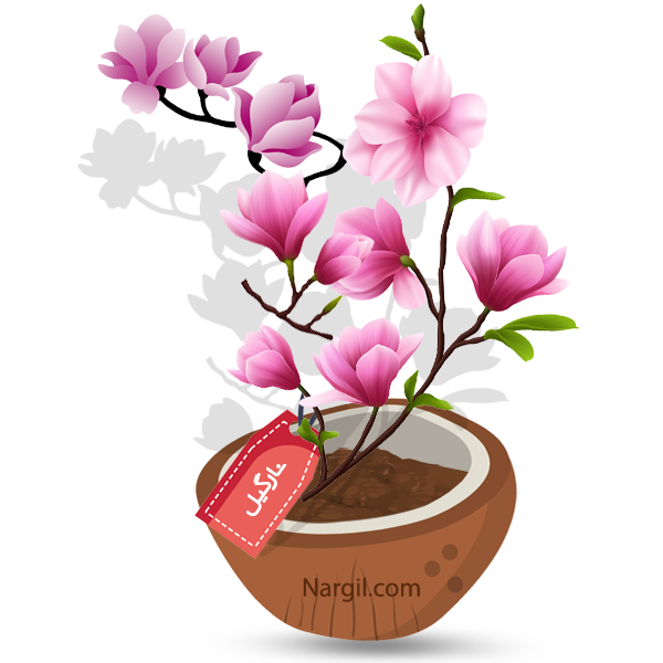 Nargil_Magnolia Grandiflora